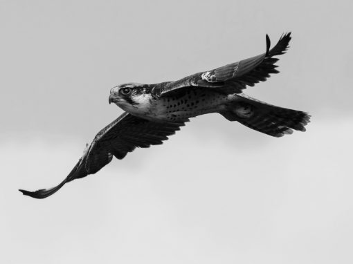 Falcon Group